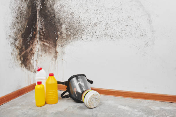 Best Residential Mold Remediation in Newstle, CA