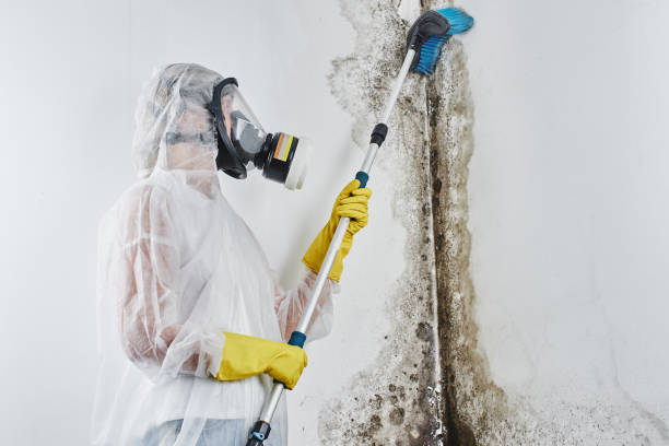 Best Residential Mold Remediation in Newstle, CA