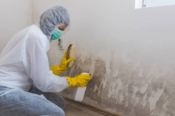 Best Emergency Mold Remediation in Newstle, CA