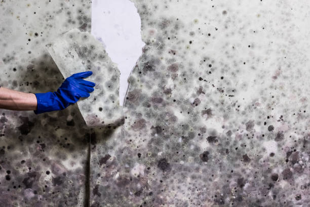 Best Insurance-Related Mold Remediation in Newstle, CA