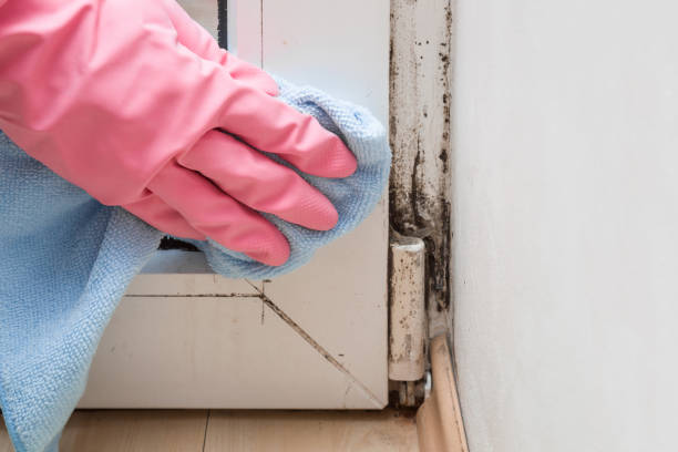 Best DIY Mold Remediation Support Services in Newstle, CA