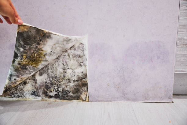 Trusted Newcastle, CA Mold Remediation Experts